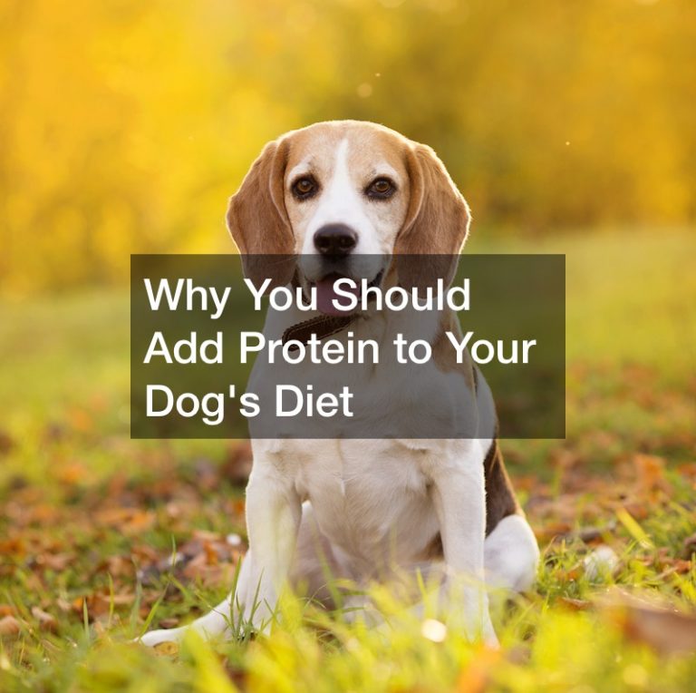 why-you-should-add-protein-to-your-dogs-diet-congresonacional-tv